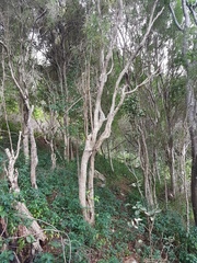 Pittosporum viscidum