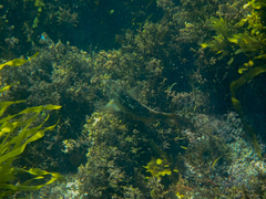 Notolabrus gymnogenis