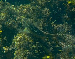 Notolabrus gymnogenis