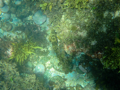 Aplodactylus lophodon