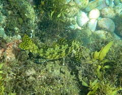 Aplodactylus lophodon