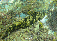 Aplodactylus lophodon