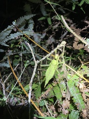 Heteropteryx dilatata
