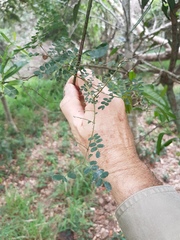 Mezoneuron brachycarpum