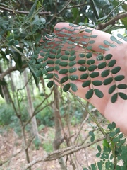 Mezoneuron brachycarpum