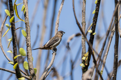 Lonchura striata subsquamicollis