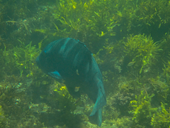 Atypichthys strigatus