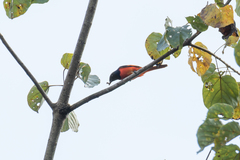 Pericrocotus igneus igneus