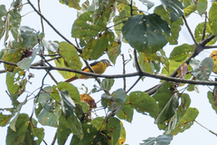 Pericrocotus igneus igneus