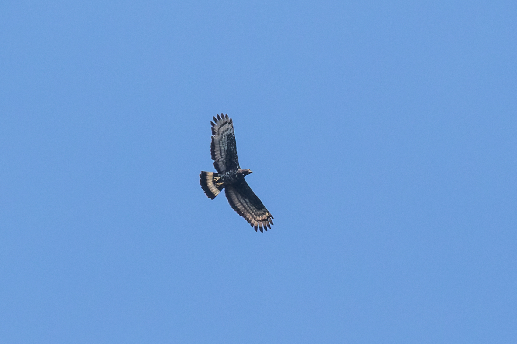 Pernis ptilorhynchus torquatus
