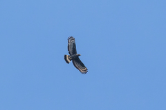 Pernis ptilorhynchus torquatus