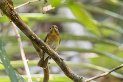 Cyornis glaucicomans