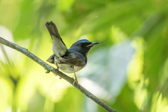 Cyornis glaucicomans