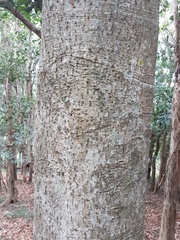 Dendrocnide photiniiphylla