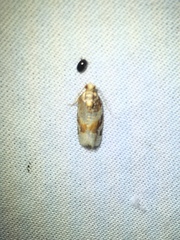 Argyrotaenia kimballi
