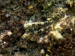 Chironemus marmoratus