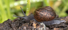 Helminthoglypta nickliniana