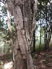 Mezoneuron brachycarpum