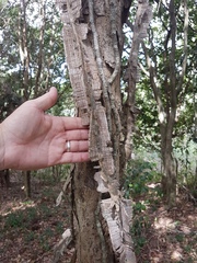 Mezoneuron brachycarpum