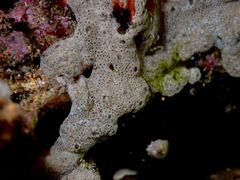 Didemnum psammatodes