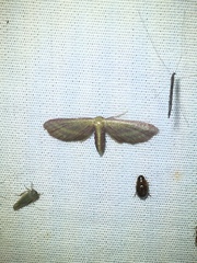 Leptostales laevitaria