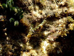 Chironemus marmoratus