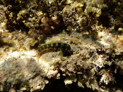 Parablennius intermedius