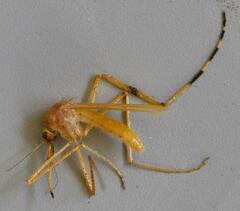 Coquillettidia chrysosoma