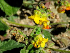 Hermannia prismatocarpa