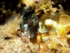 Parablennius intermedius