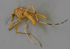 Coquillettidia chrysosoma