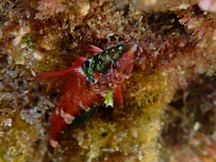 Enneapterygius atrogulare