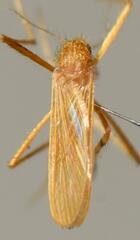 Coquillettidia chrysosoma