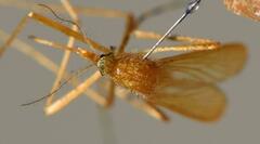 Coquillettidia chrysosoma