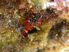 Enneapterygius atrogulare