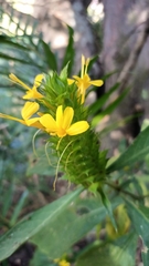Barleria oenotheroides