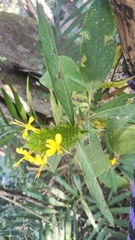 Barleria oenotheroides