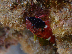 Enneapterygius atrogulare