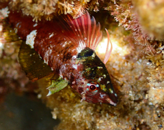 Enneapterygius atrogulare
