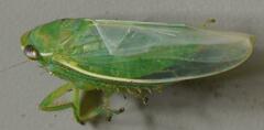 Adama australis