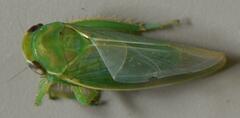 Adama australis
