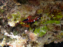 Enneapterygius atrogulare