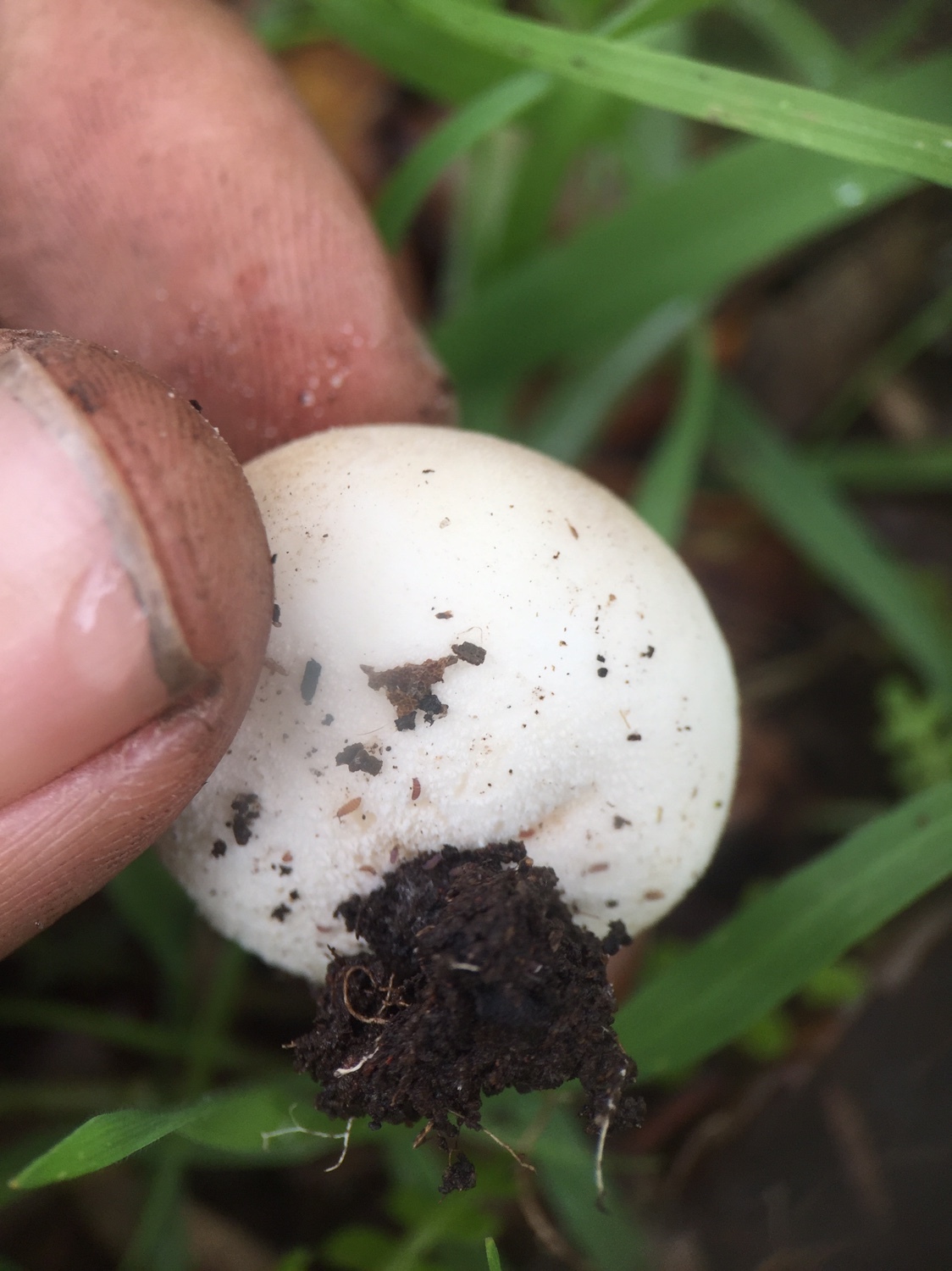 Bovista plumbea Bleigrauer Eierbovist