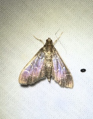 Pilocrocis ramentalis