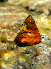 Astralium tentoriiforme