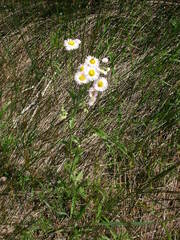 Erigeron philadelphicus