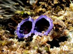 Austrobalanus imperator