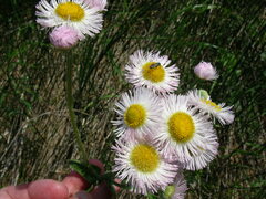 Erigeron philadelphicus