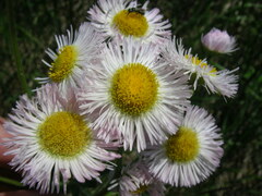 Erigeron philadelphicus