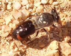 Bembix vespiformis